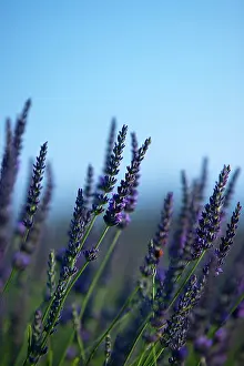 Aroma: Ripe lavender, Provence, France