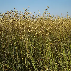 Ripening: Ripe linseed crop close to harvest