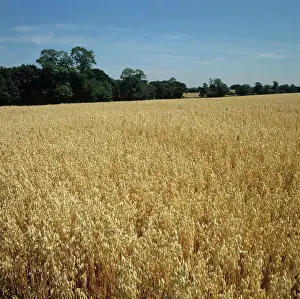 Berkshire: Ripe oat crop