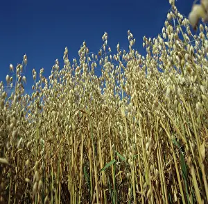 Poaceae: Ripe Oat Crop