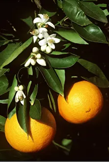 Bonnie Weisser: RIPE ORANGES & Blossoms