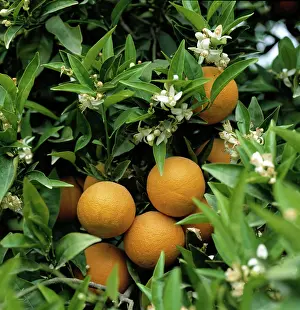 Valencia: Ripe oranges and flowers, Valencia, Spain