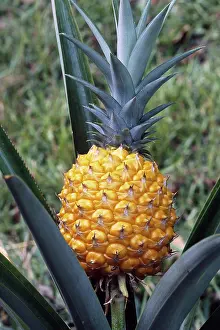 Foods: Ripe pineapple (Ananas comosus), NC