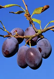 Plums: Ripe PLUMS