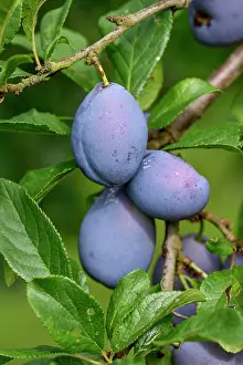 Plum: Ripe Plums (Prunus domestica) hanging on the tree