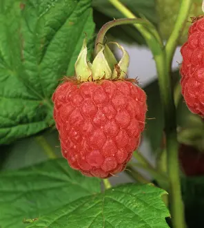 Idaeus: Ripe raspberry