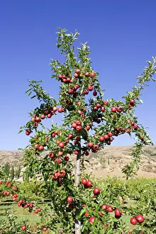 Cromwell: Ripe red apples in orchards near Cromwell