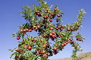 Cromwell: Ripe red apples in orchards near Cromwell