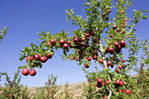 Cromwell: Ripe red apples in orchards near Cromwell