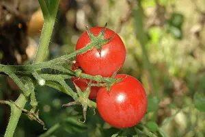 Cluster: Ripe Red Cherry Tomatoes
