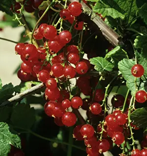 Sativum: Ripe red currants
