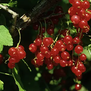 Sativum: Ripe red currants