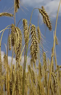 Poaceae: Ripe Rye