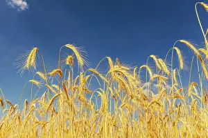 Grain: Ripe rye, grain field, Rnmerstein, Baden-Warttemberg
