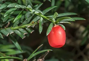 Ripe: Ripe Seed cone of Common yew, Taxus baccata, with aril