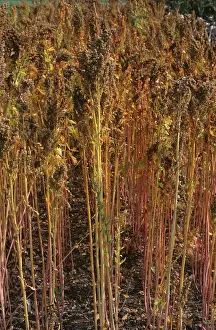 Protein: Ripe seedheads of quinoa