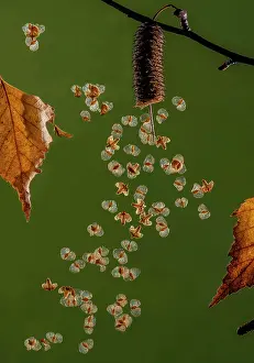 Leafy: Ripe seeds of Silver birch, Betula pendula, disp
