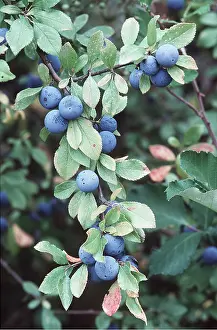Ripe: RIPE SLOES / BLACKTHORN