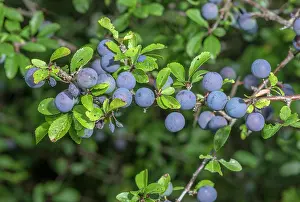 Spiny: Ripe sloes, on Blackthorn, Prunus spinosa, in late