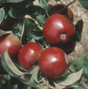 Apples: Ripe Spartan Apples on Tree