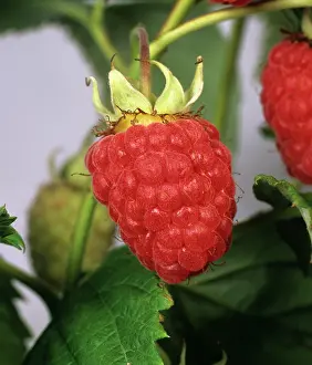 Idaeus: Ripe summer raspberry
