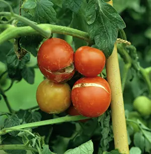 Glasshouse: Ripe tomato split from overwatering