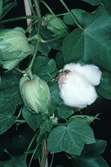 Opened: Ripe and Unripe Cotton Bolls
