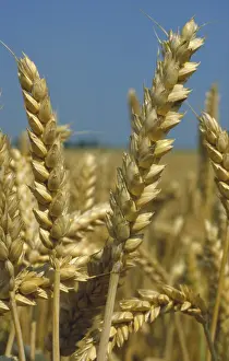 Grains: Ripe wheat