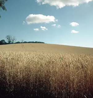 Grains: Ripe Wheat Crop