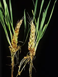 Sprouting: Ripe wheat ears