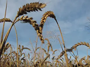 Ready: Ripe Wheat Field