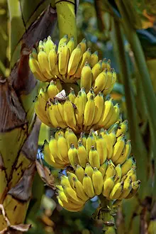 Ripening: Ripening Bananas