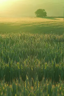 Anthony Harrison: Ripening Barley against evening sunlight, Devon