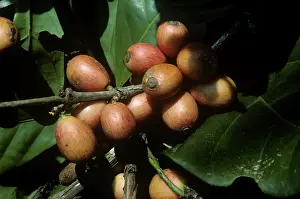 Ripening: Ripening Cherries of Liberica Coffee