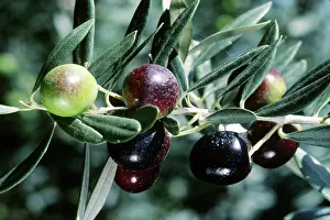 Olea: Ripening Olives