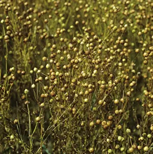 Ripening: Ripening seedpods on linseed plants