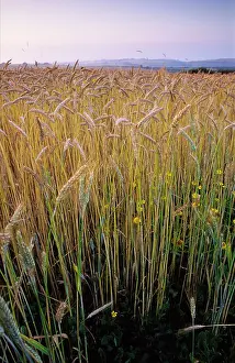 Anthony Harrison: Ripening Wheat and rye hybrid triticale cereal