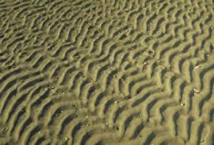 Tracks: Ripples in beach sand