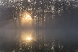 Rising: Rising sun coming through the trees at a misty