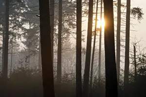 Utrechtse: Rising sun coming through the trees of a misty forest