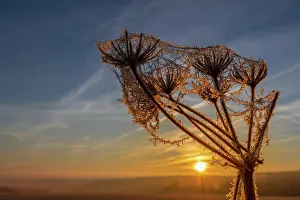 Beam: Rising Sun Frozen Over Plant