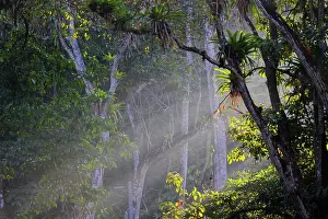 Tarcoles: Rising Sun through Rainforest Tarcoles, Costa Rica LA009579
