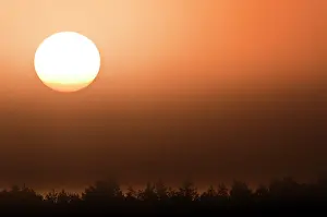 Treetops: Rising sun over tree tops