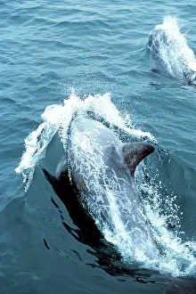 Dolphins: RissoIs DOLPHIN
