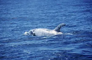 Rissos: Risso's Dolphin