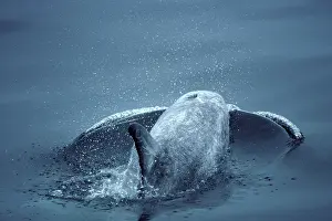 Rissos: Risso's Dolphin