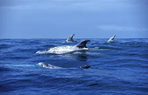 Scars: Risso's Dolphin