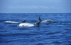Scars: Risso's Dolphin