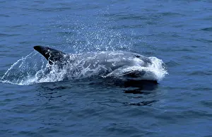 Rissos: Risso's Dolphin