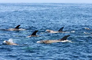 Scars: Risso's dolphin